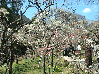 20060225-01.gif