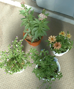 20061007-01.gif
